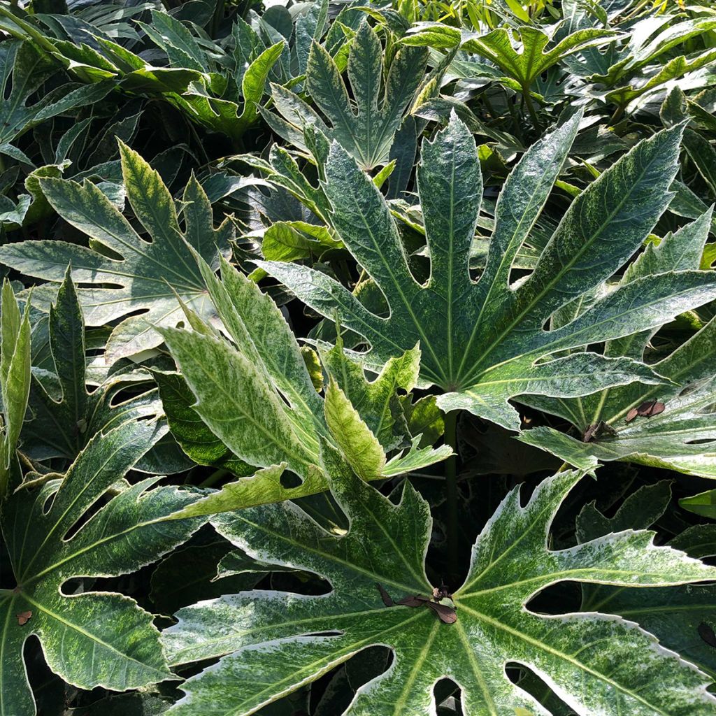 Fatsia japonica Spiders Web - Vingerplant