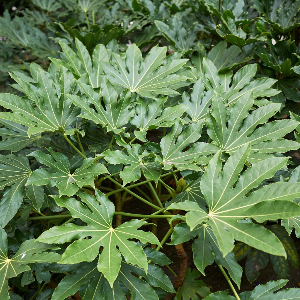 Fatsia japonica - Vingerplant
