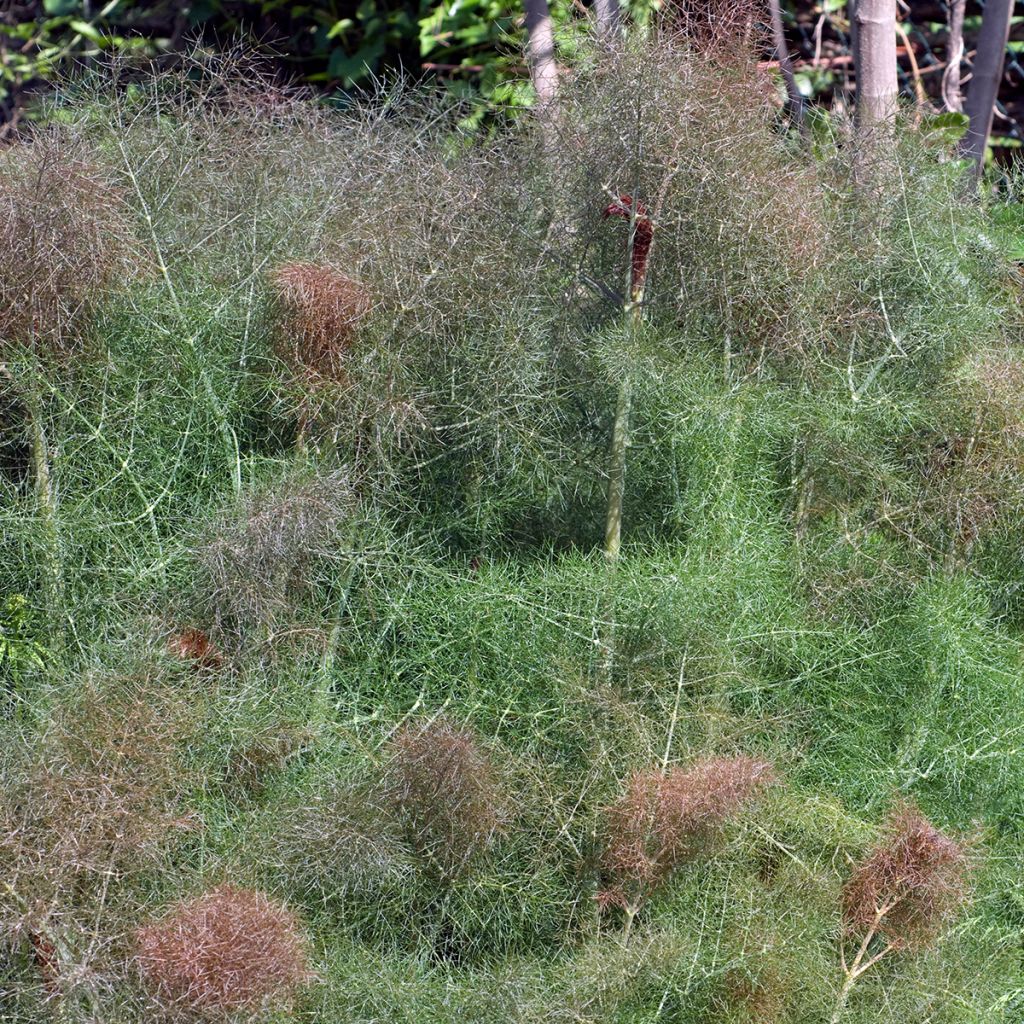 Foeniculum vulgare Giant Bronze - Venkel