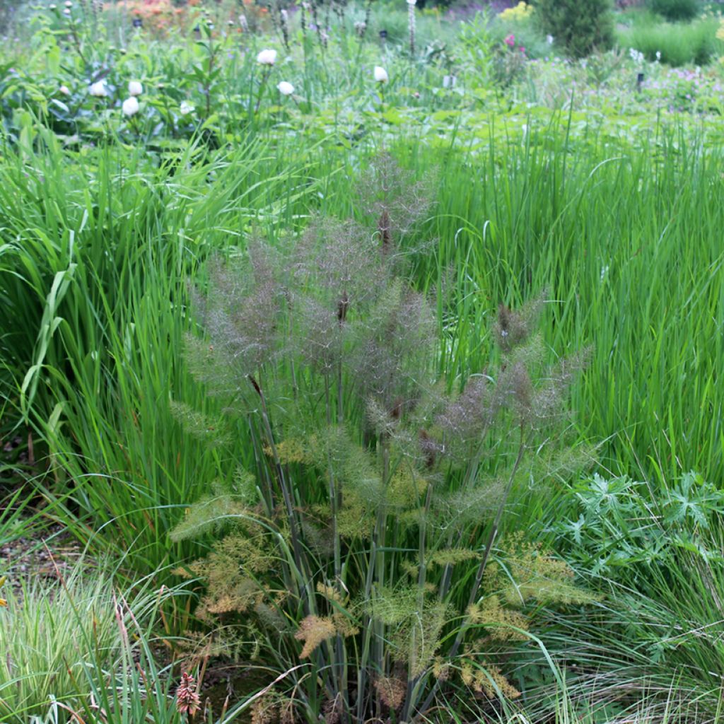 Foeniculum vulgare Giant Bronze - Venkel