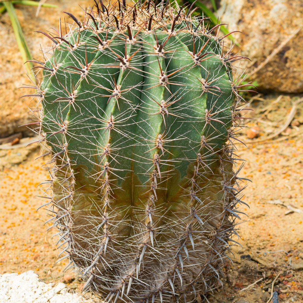 Ferocactus emoryi - Vatcactus