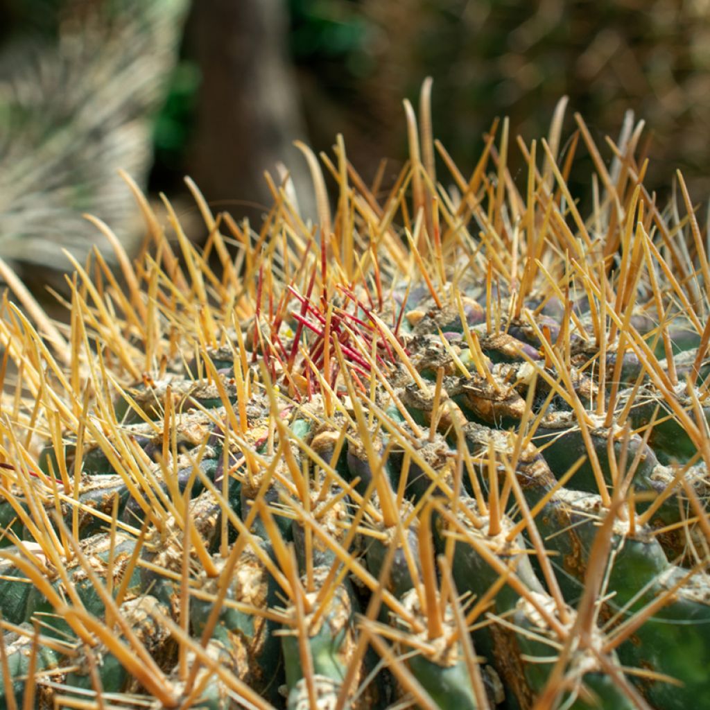 Ferocactus emoryi - Vatcactus