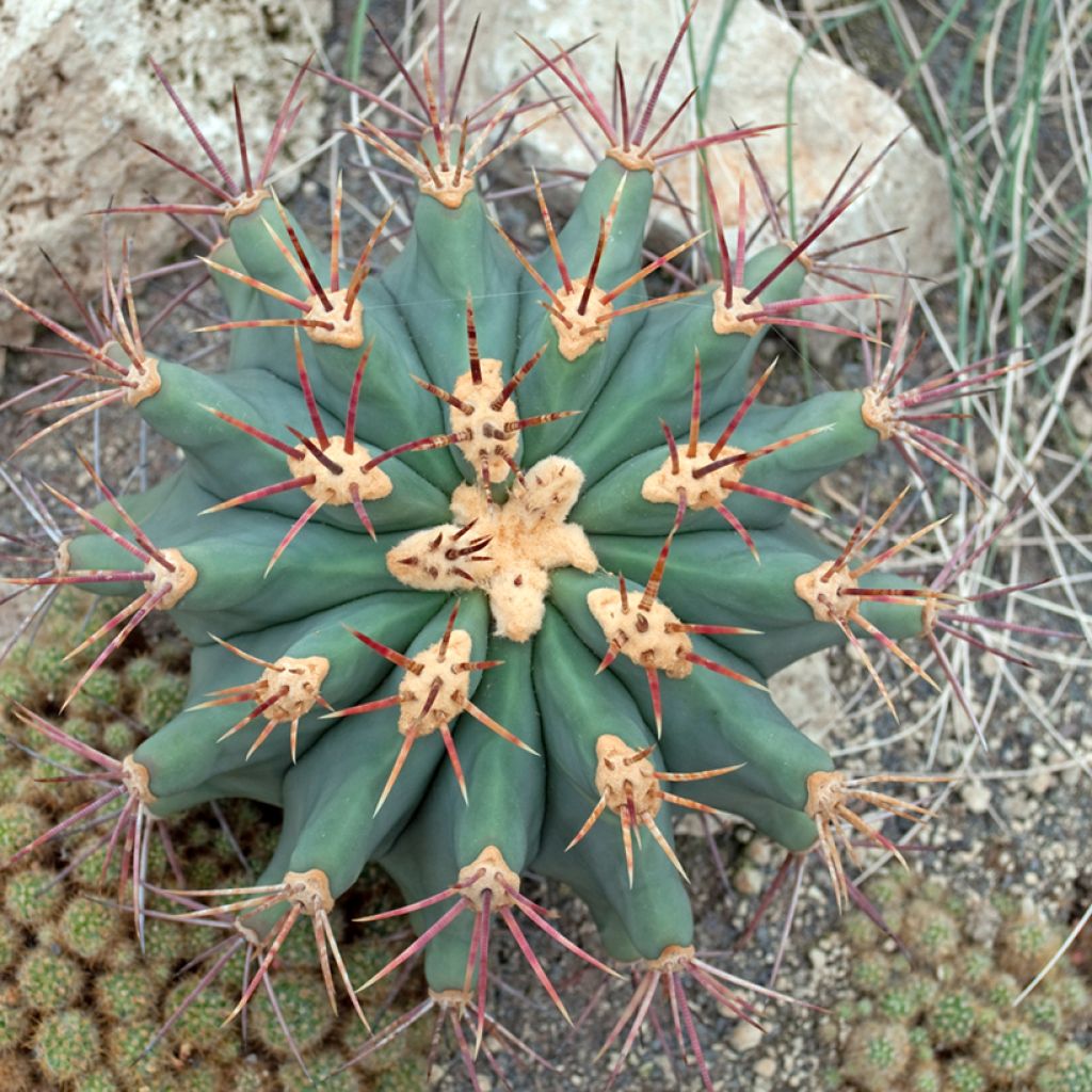 Ferocactus emoryi - Vatcactus
