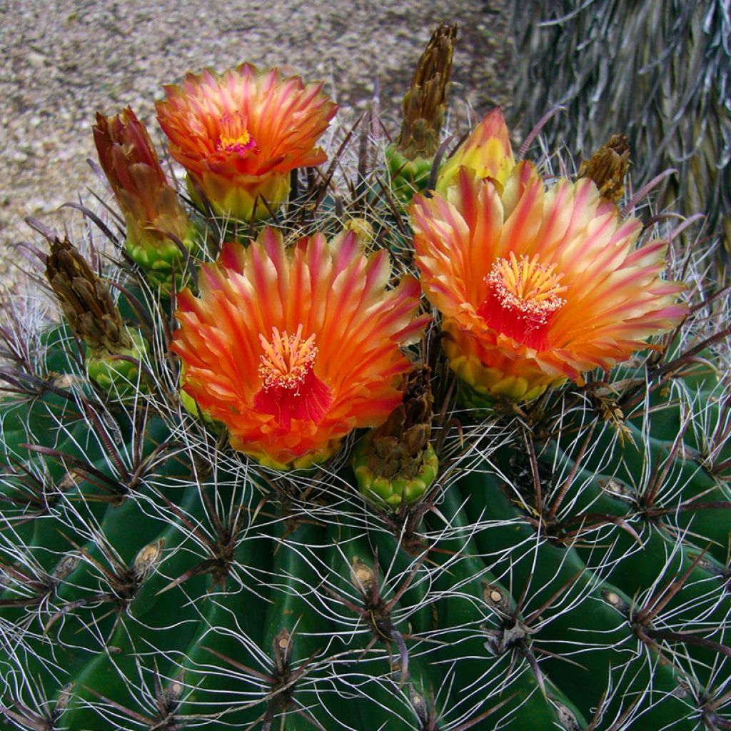 Ferocactus emoryi - Vatcactus