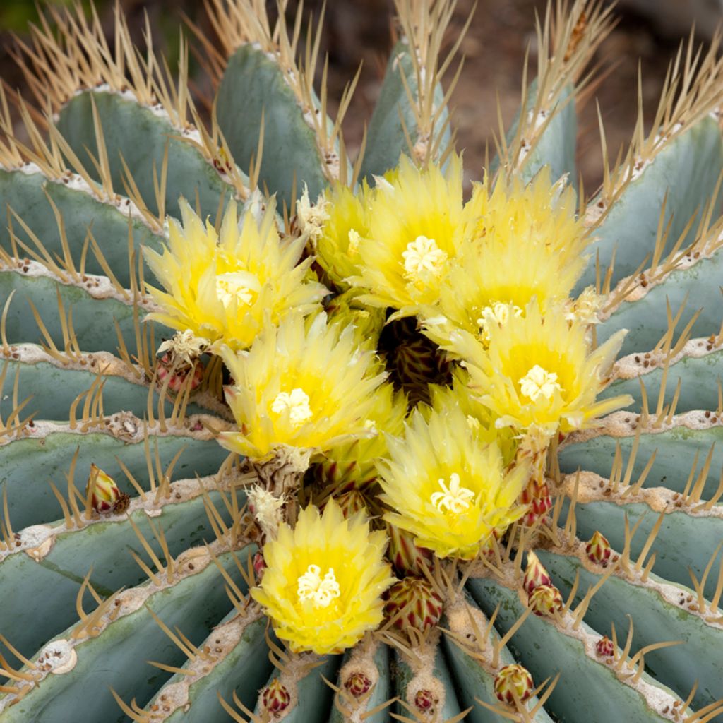 Ferocactus glaucescens - Vatcactus