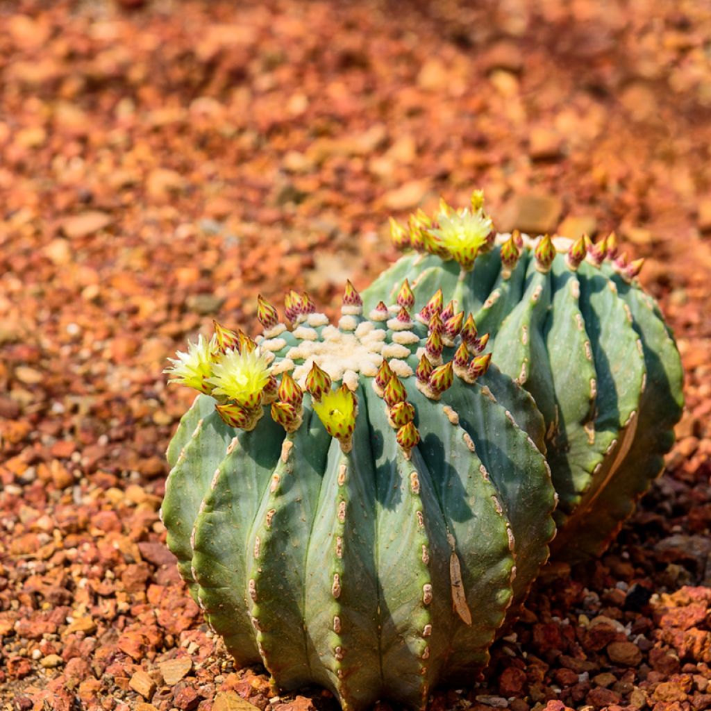 Ferocactus glaucescens - Vatcactus