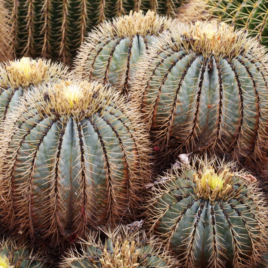 Ferocactus glaucescens - Vatcactus