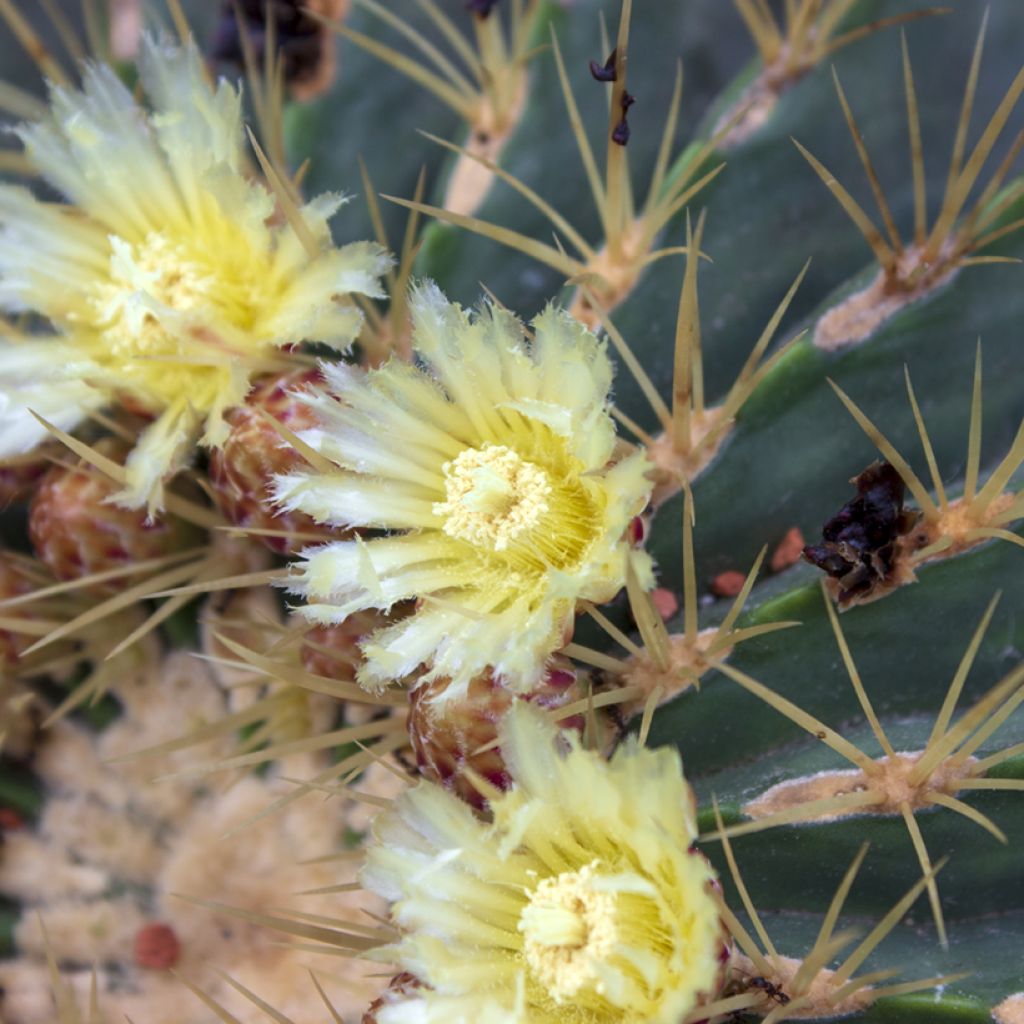 Ferocactus glaucescens - Vatcactus