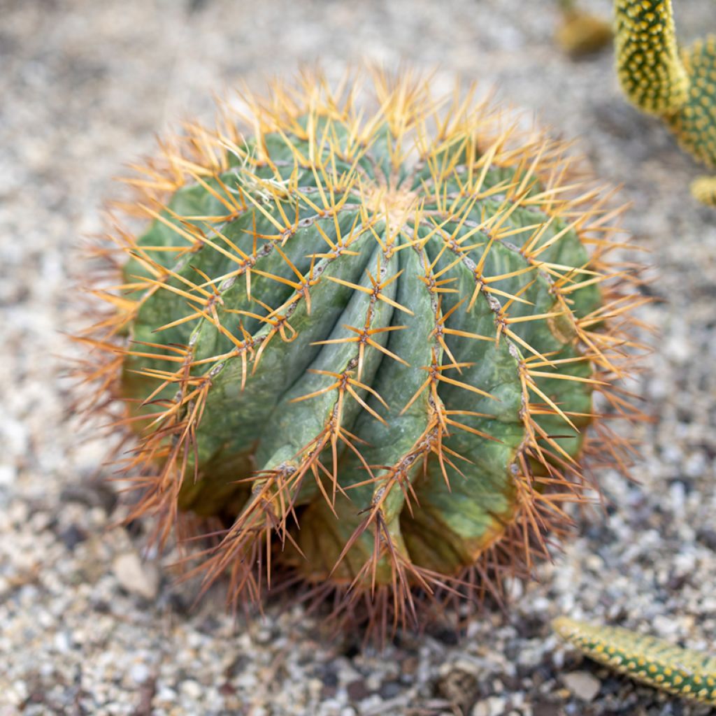 Ferocactus glaucescens - Vatcactus