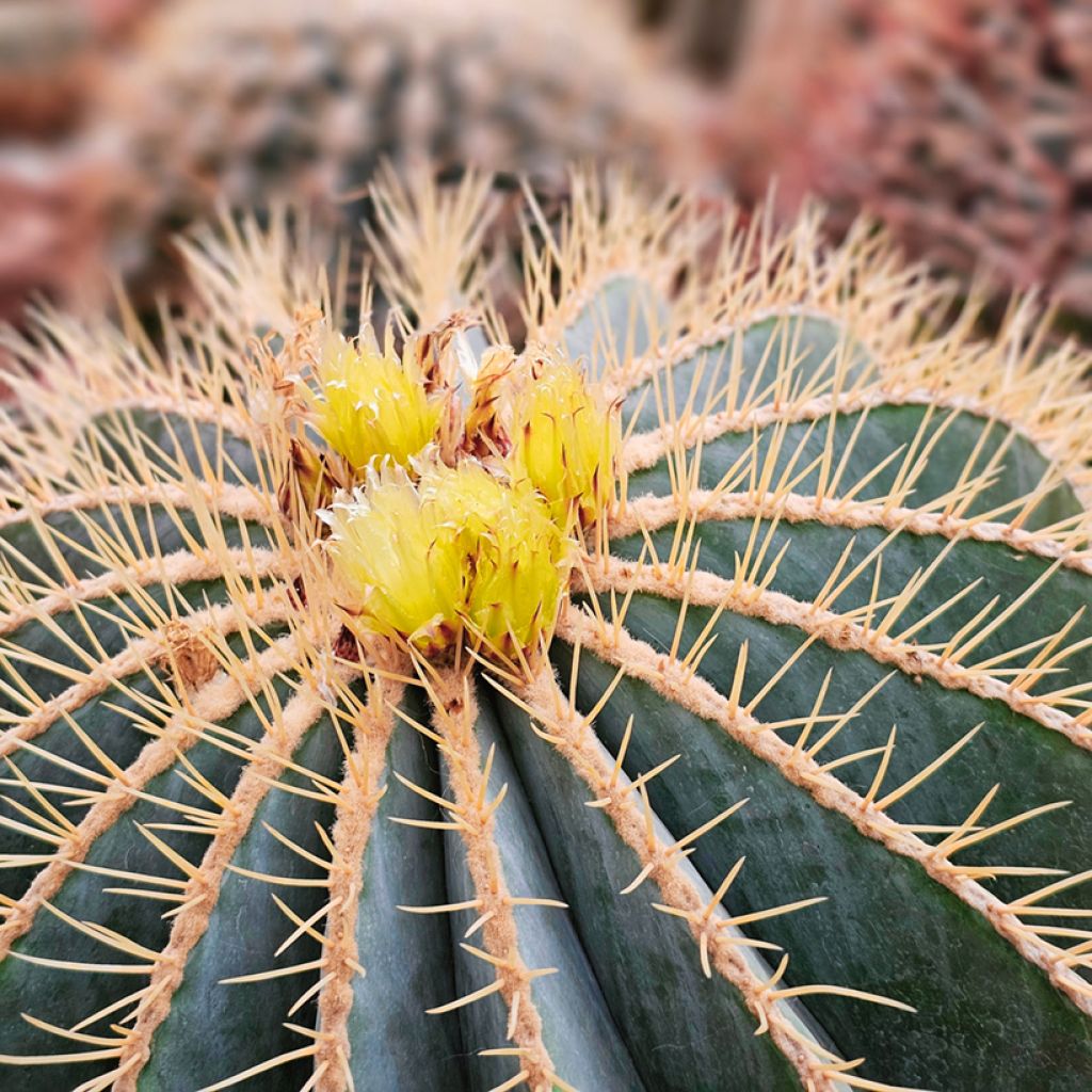 Ferocactus glaucescens - Vatcactus