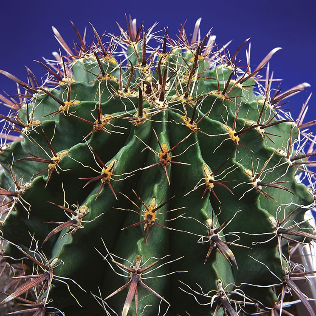 Ferocactus horridus - Vatcactus