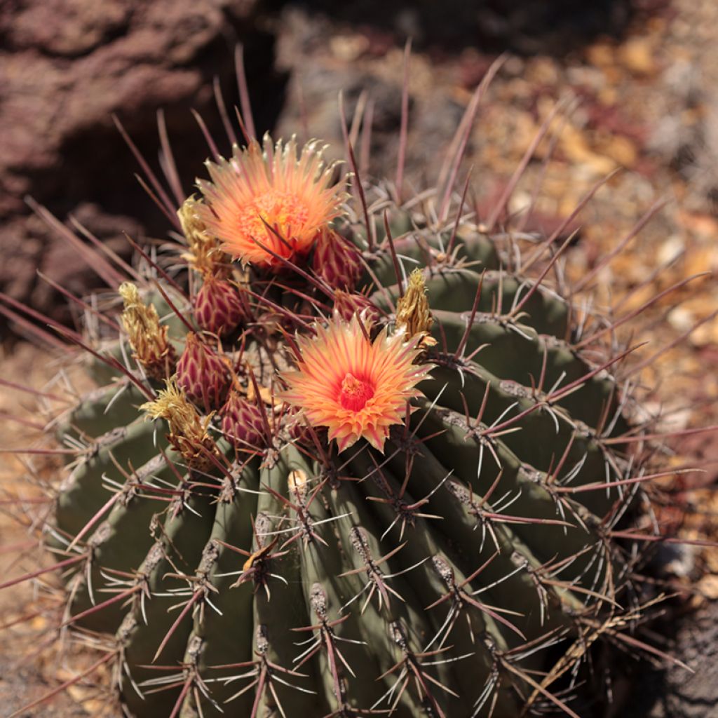 Ferocactus rectispinus - Vatcactus