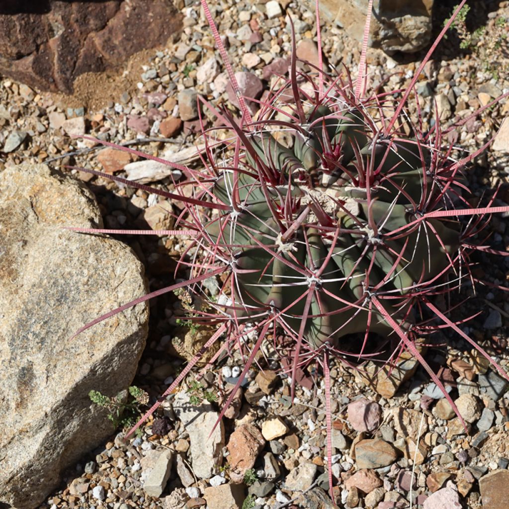 Ferocactus rectispinus - Vatcactus