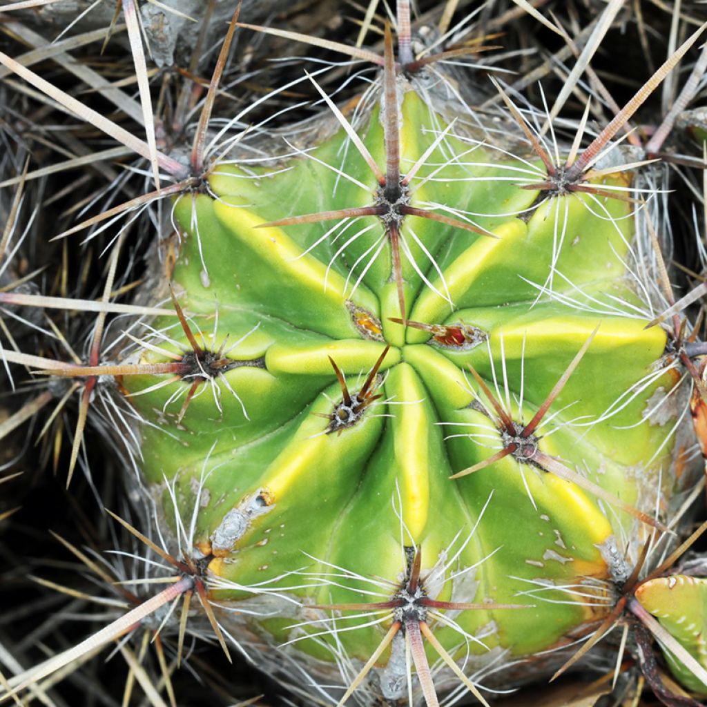 Ferocactus robustus - Vatcactus