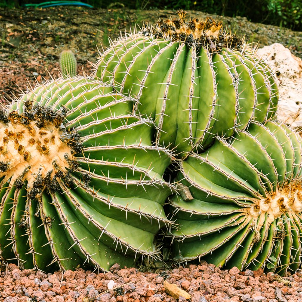 Ferocactus schwarzii - Vatcactus
