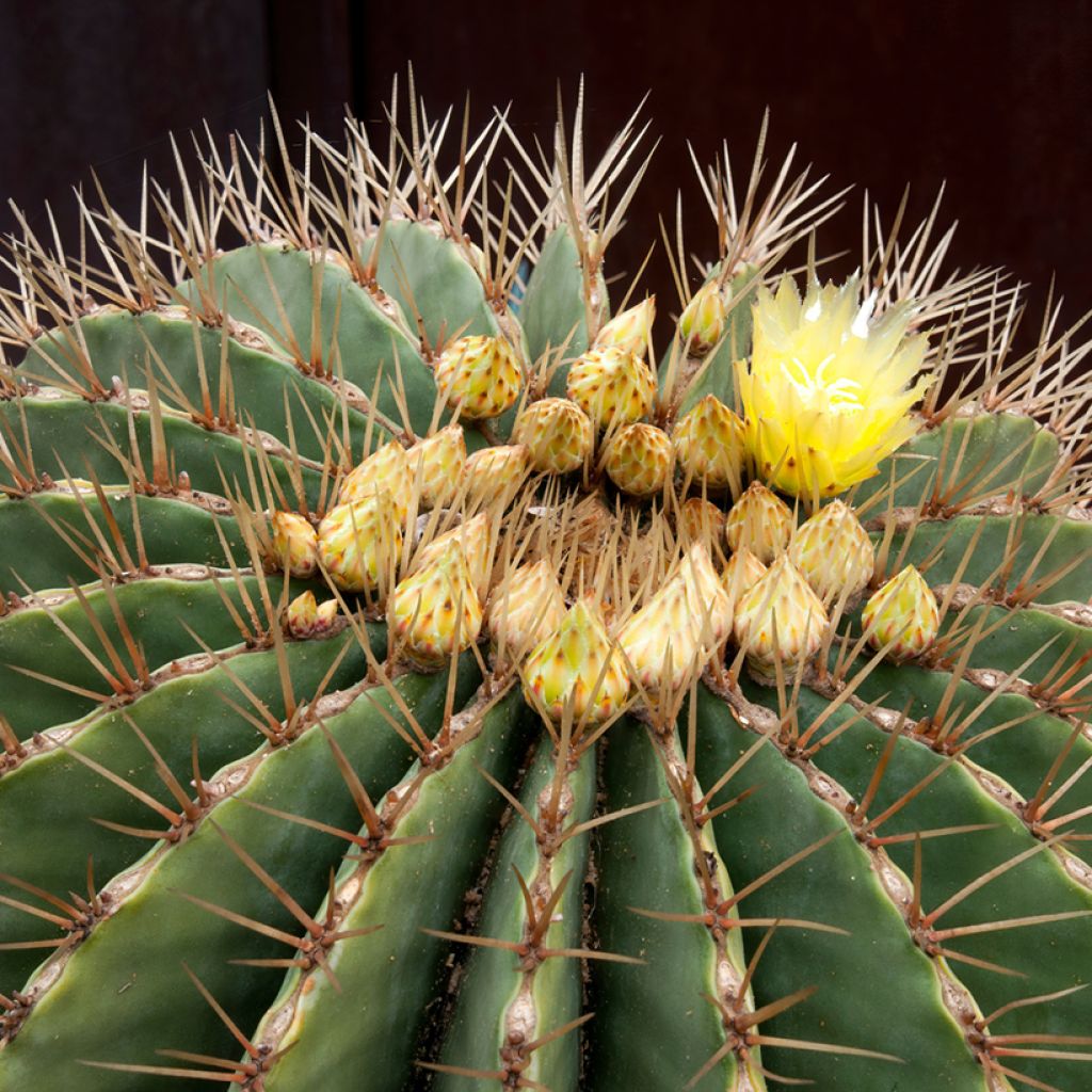 Ferocactus schwarzii - Vatcactus