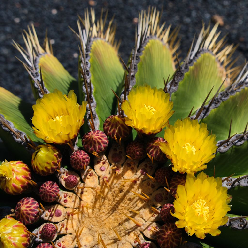 Ferocactus schwarzii - Vatcactus