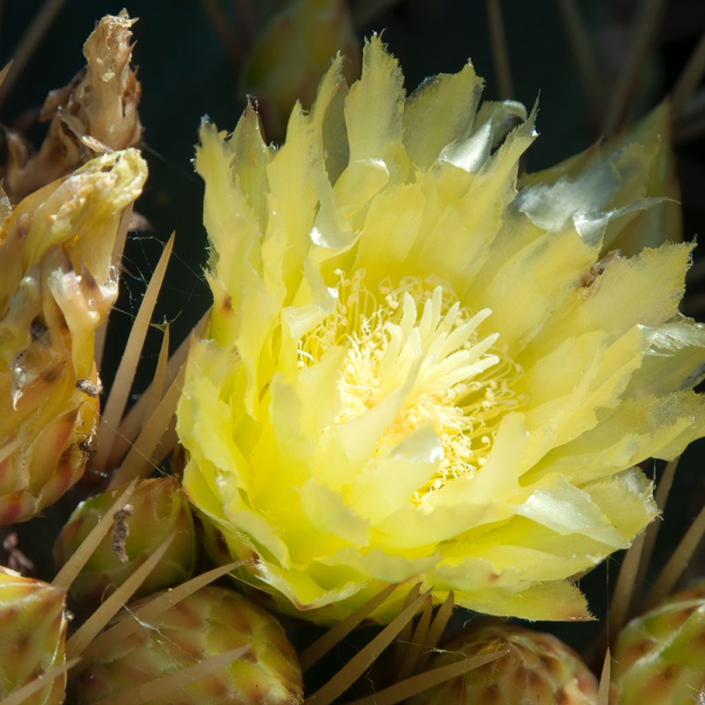 Ferocactus schwarzii - Vatcactus