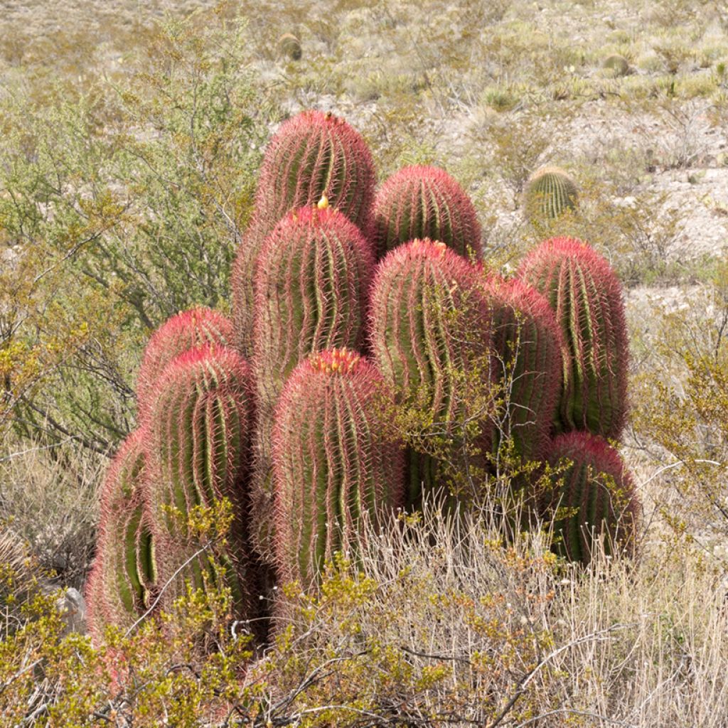 Ferocactus stainesii - Vatcactus