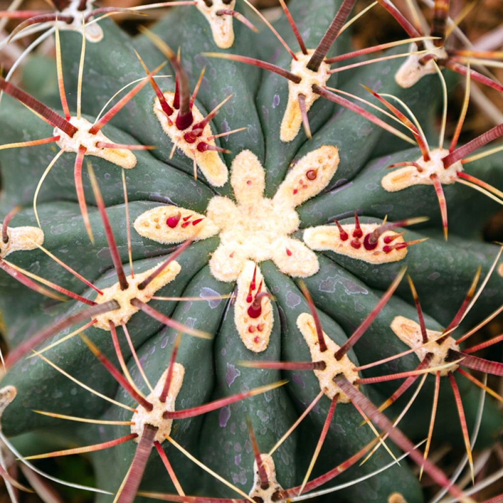 Ferocactus stainesii - Vatcactus