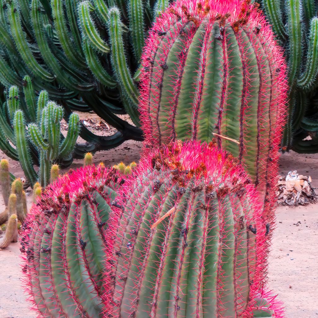 Ferocactus stainesii - Vatcactus