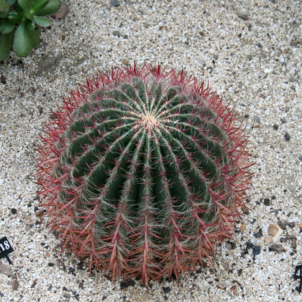 Ferocactus stainesii - Vatcactus