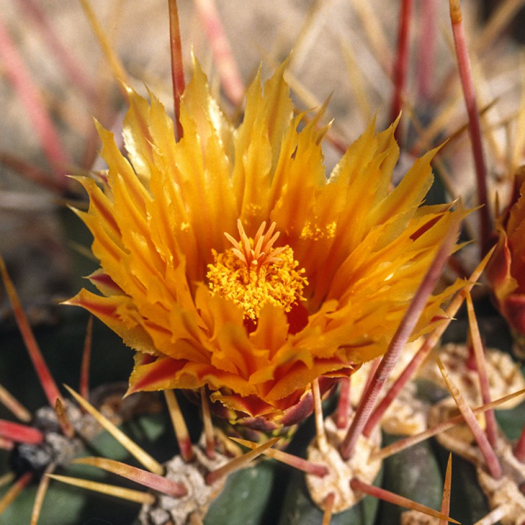 Ferocactus stainesii - Vatcactus