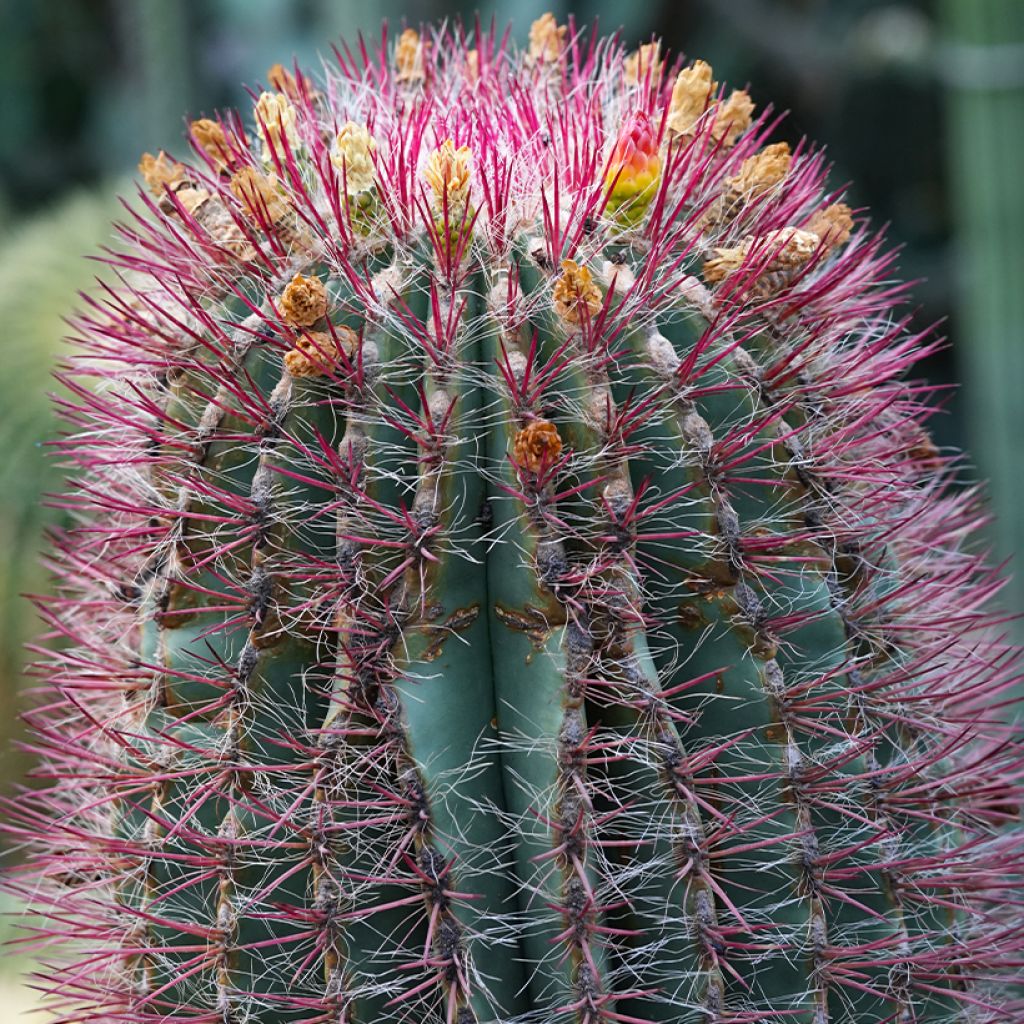 Ferocactus stainesii pilosus - Vatcactus