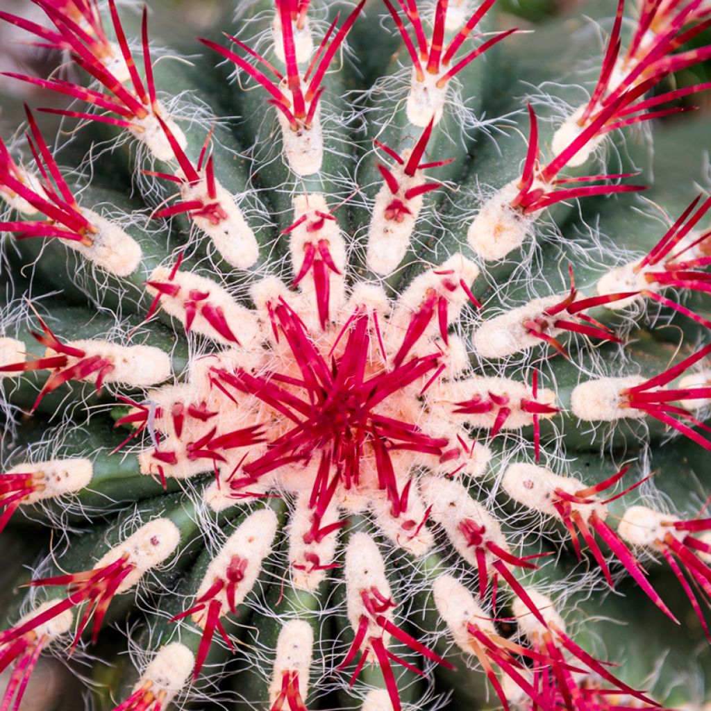 Ferocactus stainesii pilosus - Vatcactus