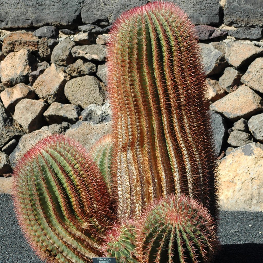 Ferocactus stainesii pilosus - Vatcactus
