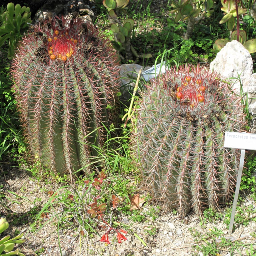 Ferocactus emoryi - Vatcactus
