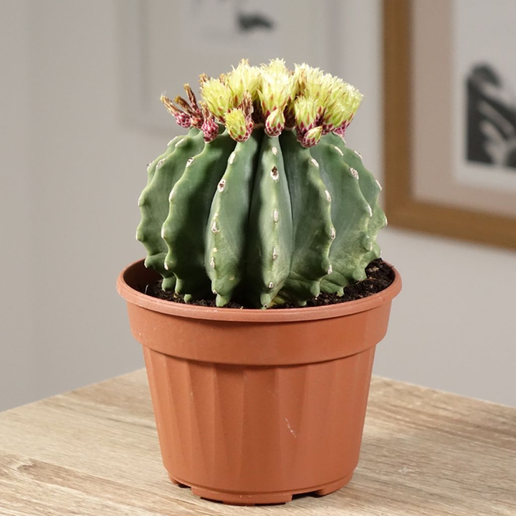 Ferocactus glaucescens Inermis - Vatcactus