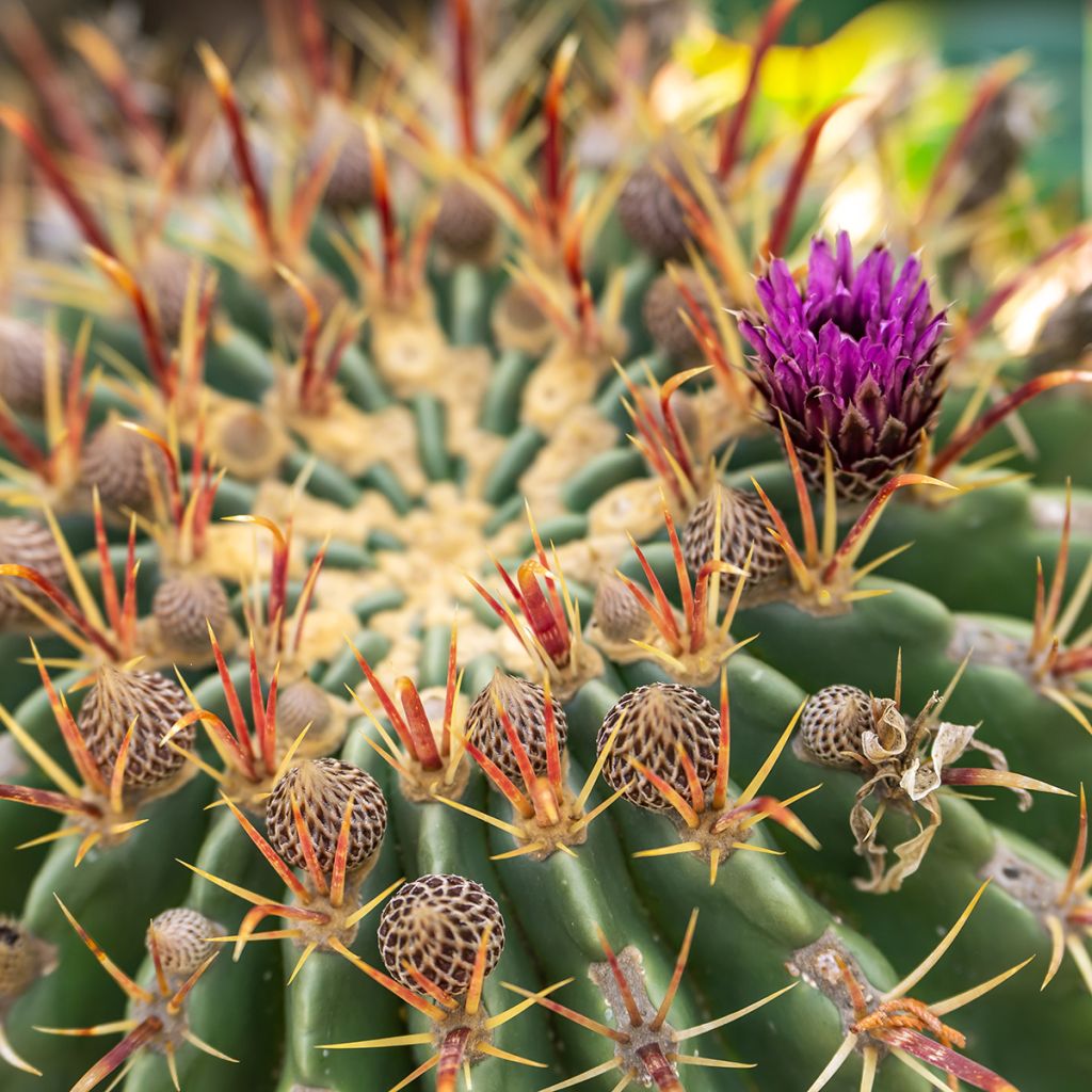 Ferocactus latispinus - Vatcactus
