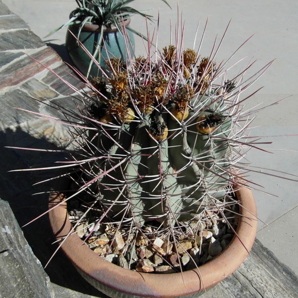 Ferocactus rectispinus - Vatcactus