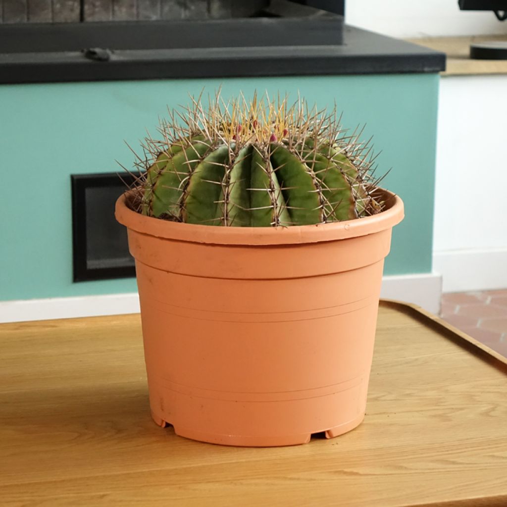 Ferocactus schwarzii - Vatcactus