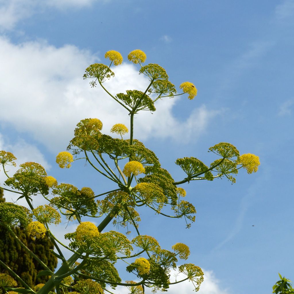 Ferula communis - Reuzenvenkel