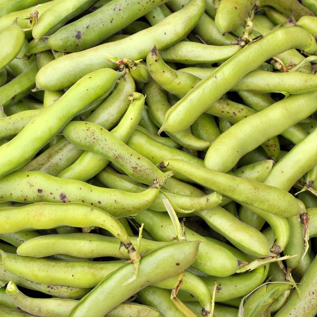 Tuinboon Bunyards Exhibition