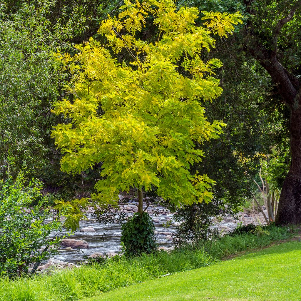 Gleditsia triacanthos Sunburst - Valse christusdoorn