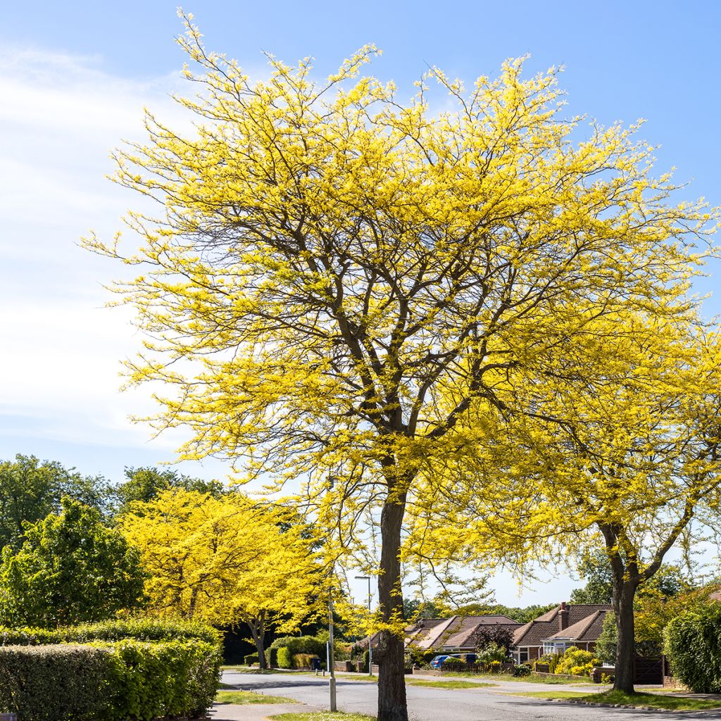 Gleditsia triacanthos Sunburst - Valse christusdoorn