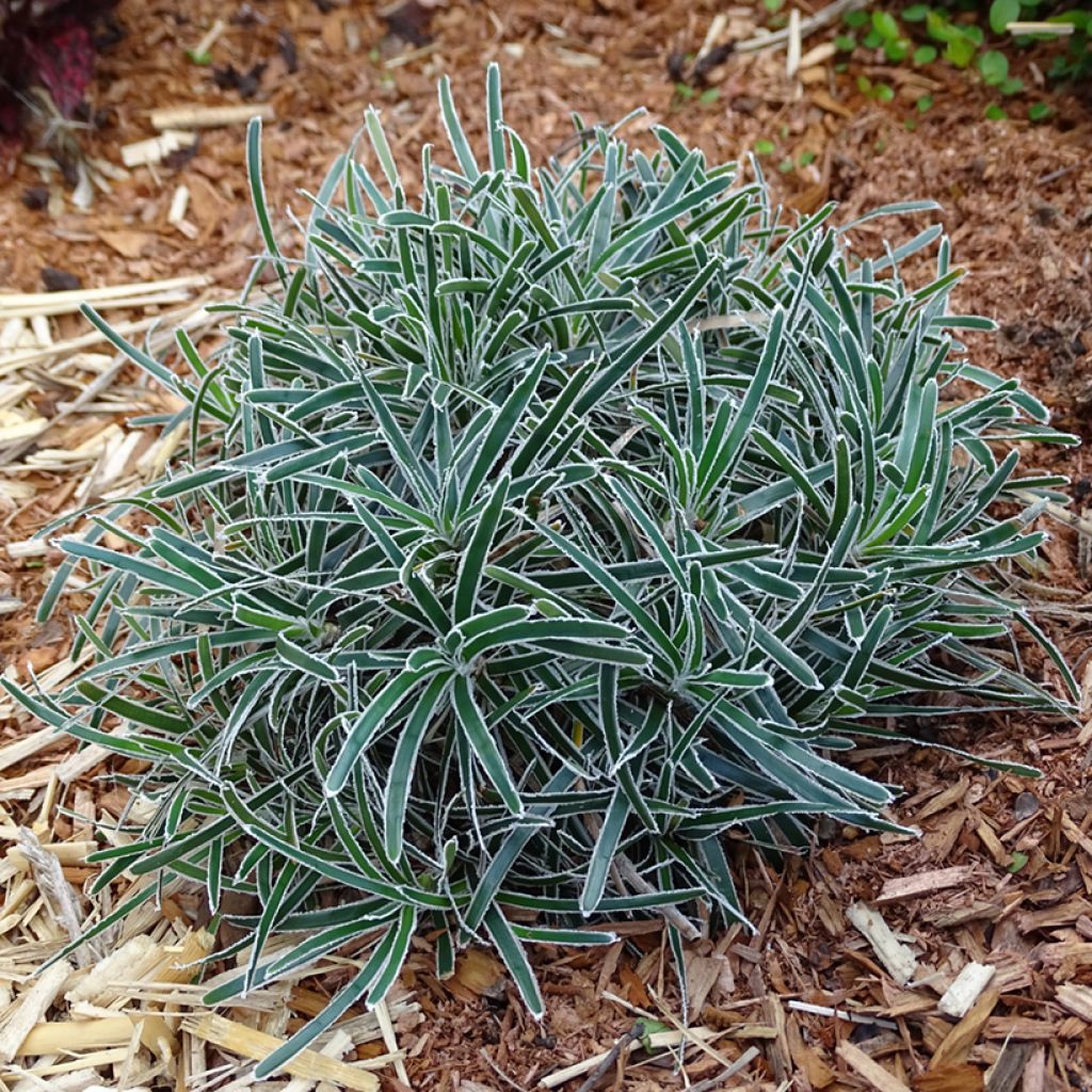 Ficinia truncata Ice Crystal - Woestijnzegge