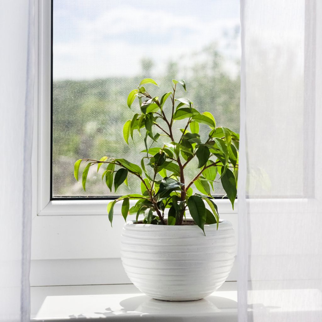 Ficus benjamina Exotica - Treurvijg