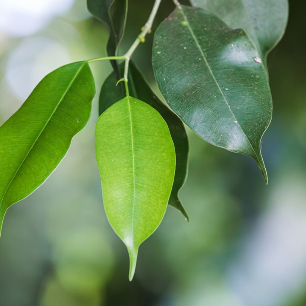 Ficus benjamina Exotica - Treurvijg