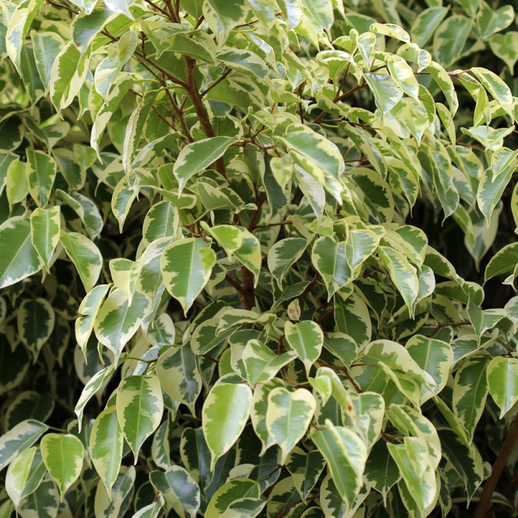 Ficus benjamina Golden King - Treurvijg