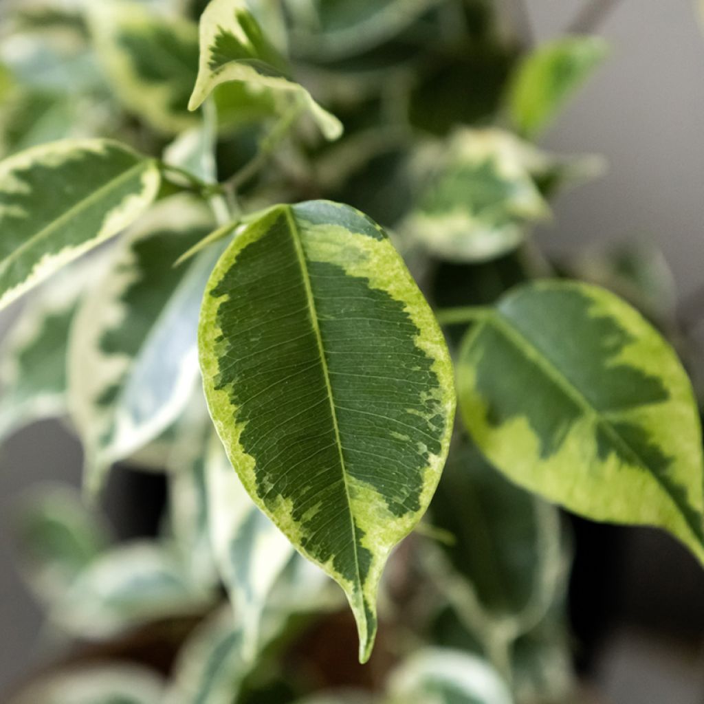 Ficus benjamina Golden King - Treurvijg