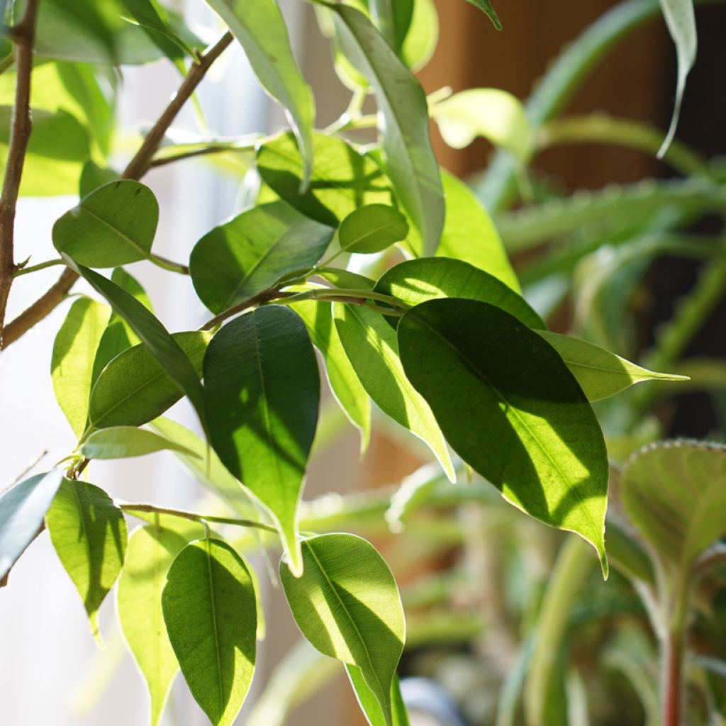 Ficus benjamina Natasja - Treurvijg