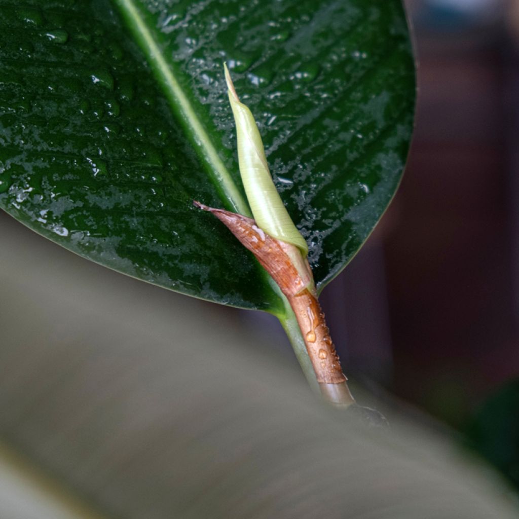 Ficus elastica Robusta - Rubberplant