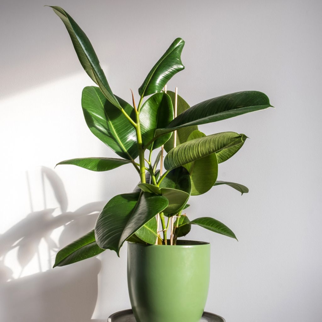 Ficus elastica Robusta - Rubberplant