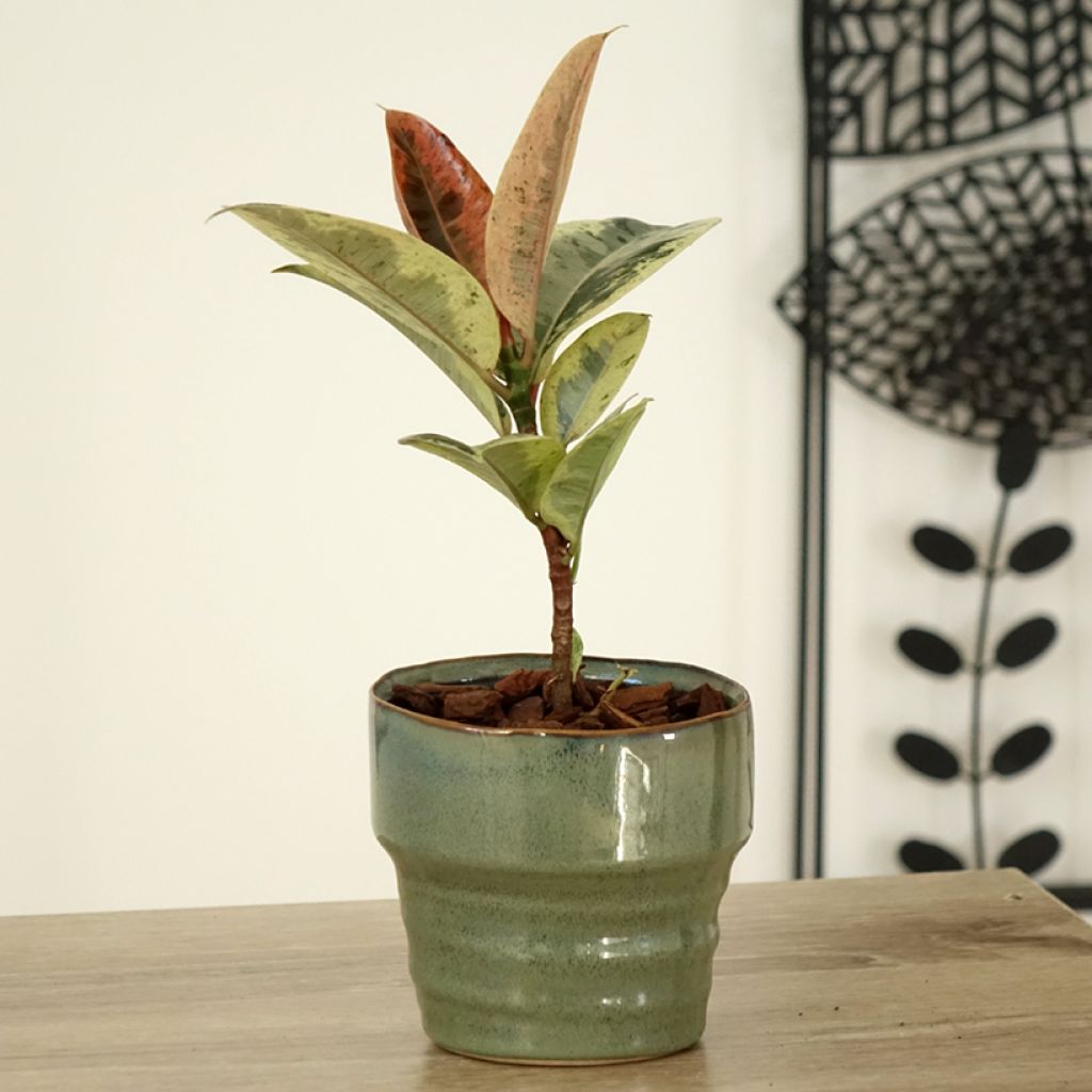 Ficus elastica Shivereana - Rubberplant