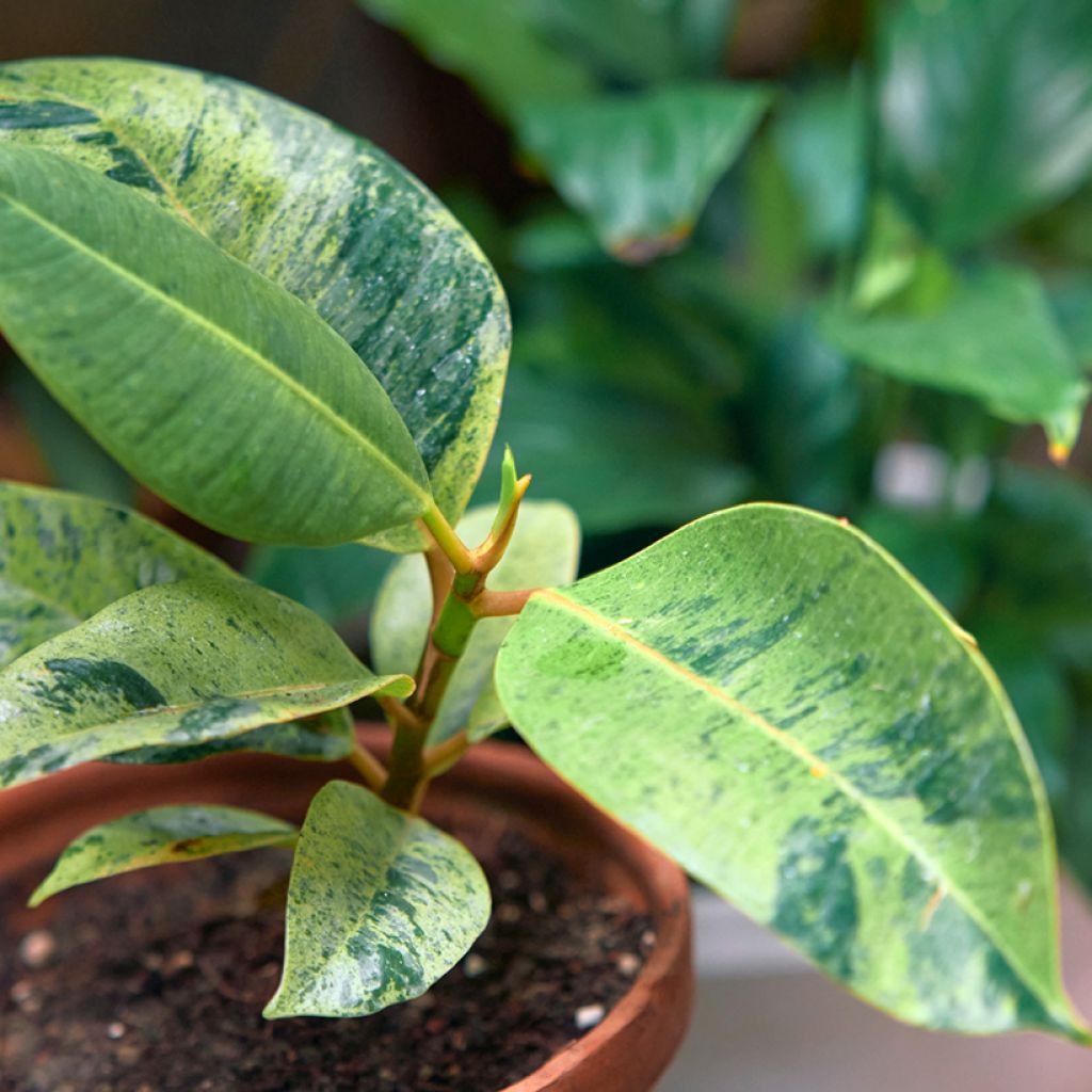 Ficus elastica Shivereana - Rubberplant