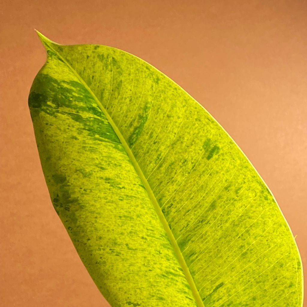 Ficus elastica Shivereana - Rubberplant